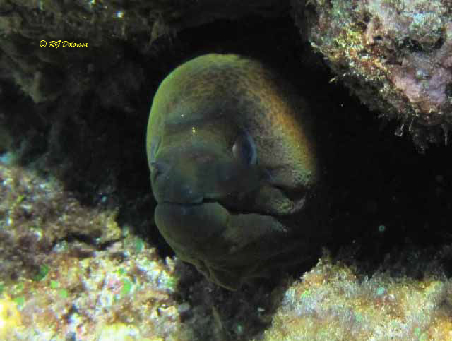 Gymnothorax javanicus
