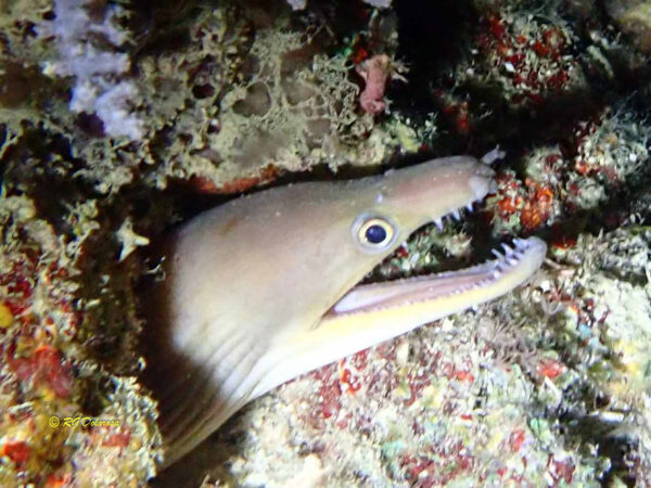 Gymnothorax rueppelliae