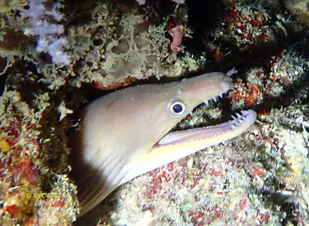 Gymnothorax rueppelliae