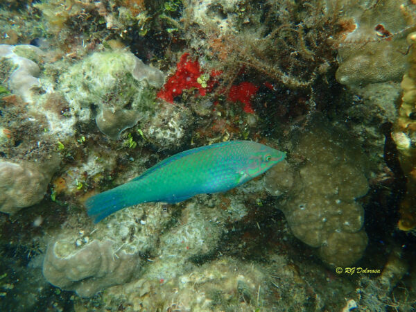 Halichoeres Chloropterus