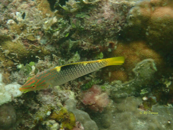 Halichoeres hortulanus