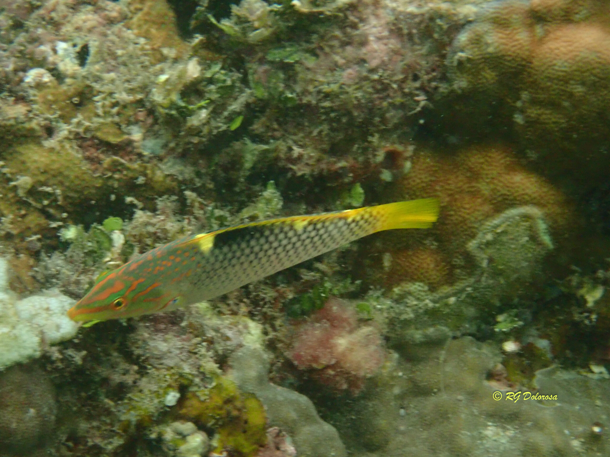 Halichoeres hortulanus