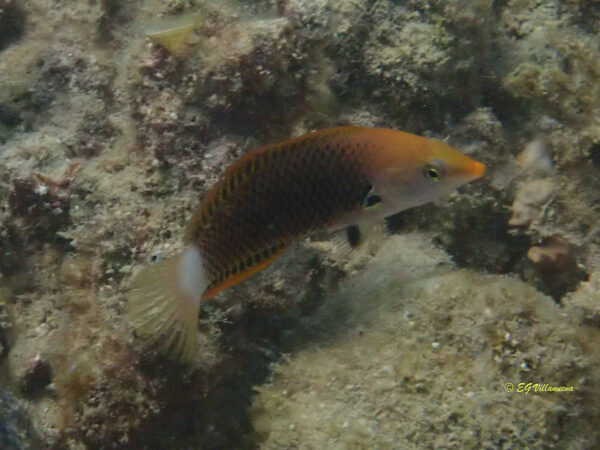 Halichoeres podostigma