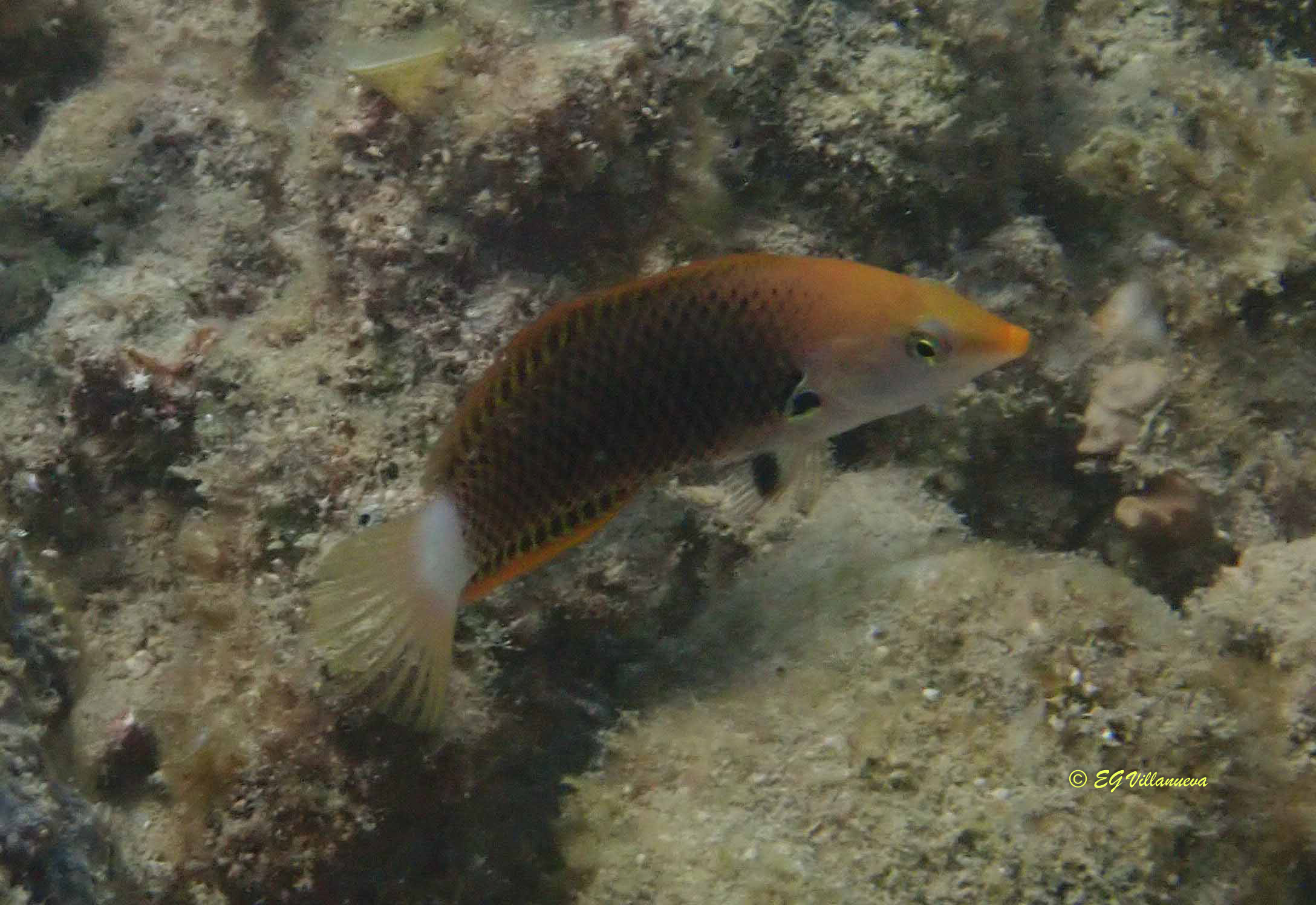 Halichoeres podostigma
