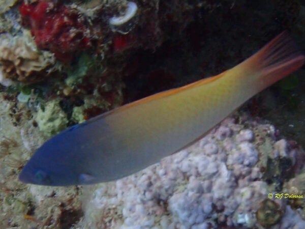 Halichoeres prosopeion