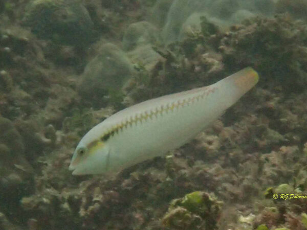 Halichoeres scapularis