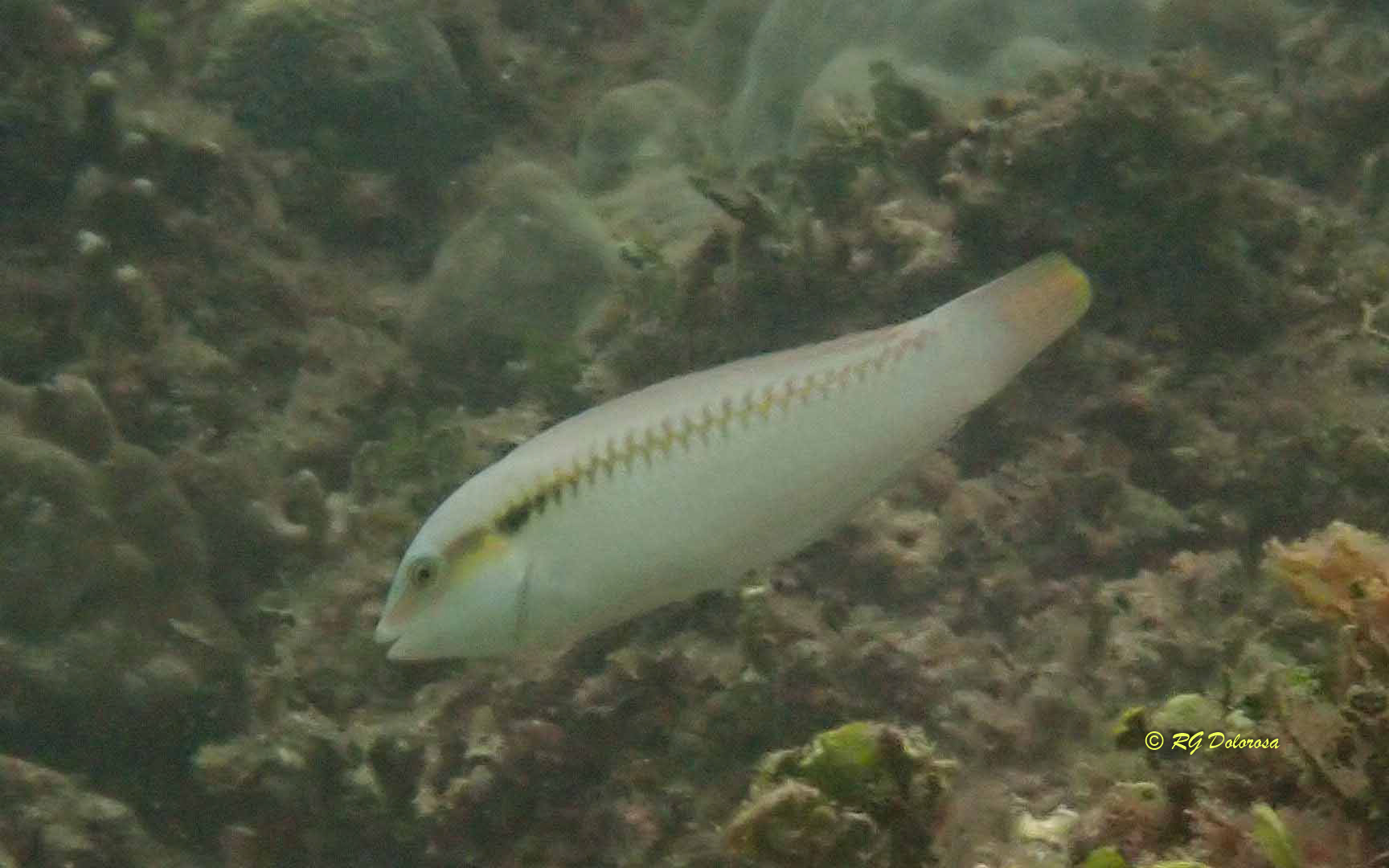 Halichoeres scapularis