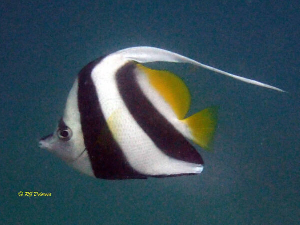 Heniochius acuminatus