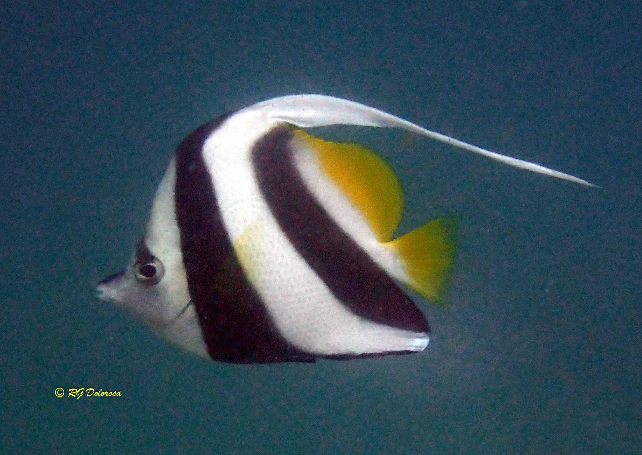 Heniochius acuminatus