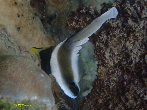 Heniochius Chrysostomus