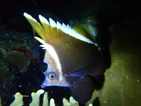 Heniochius varius