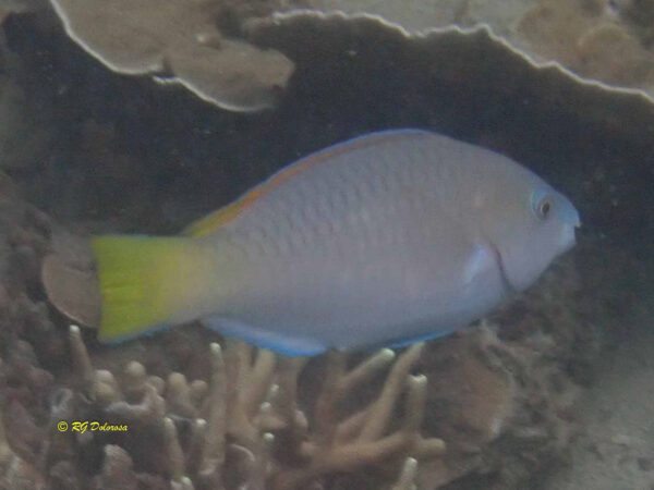 Hipposcarus longiceps