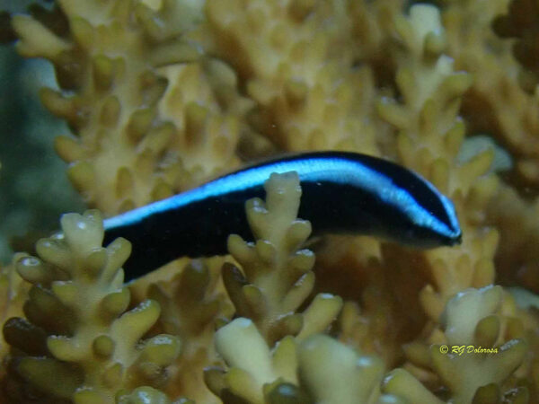 Labroides dimidiatus