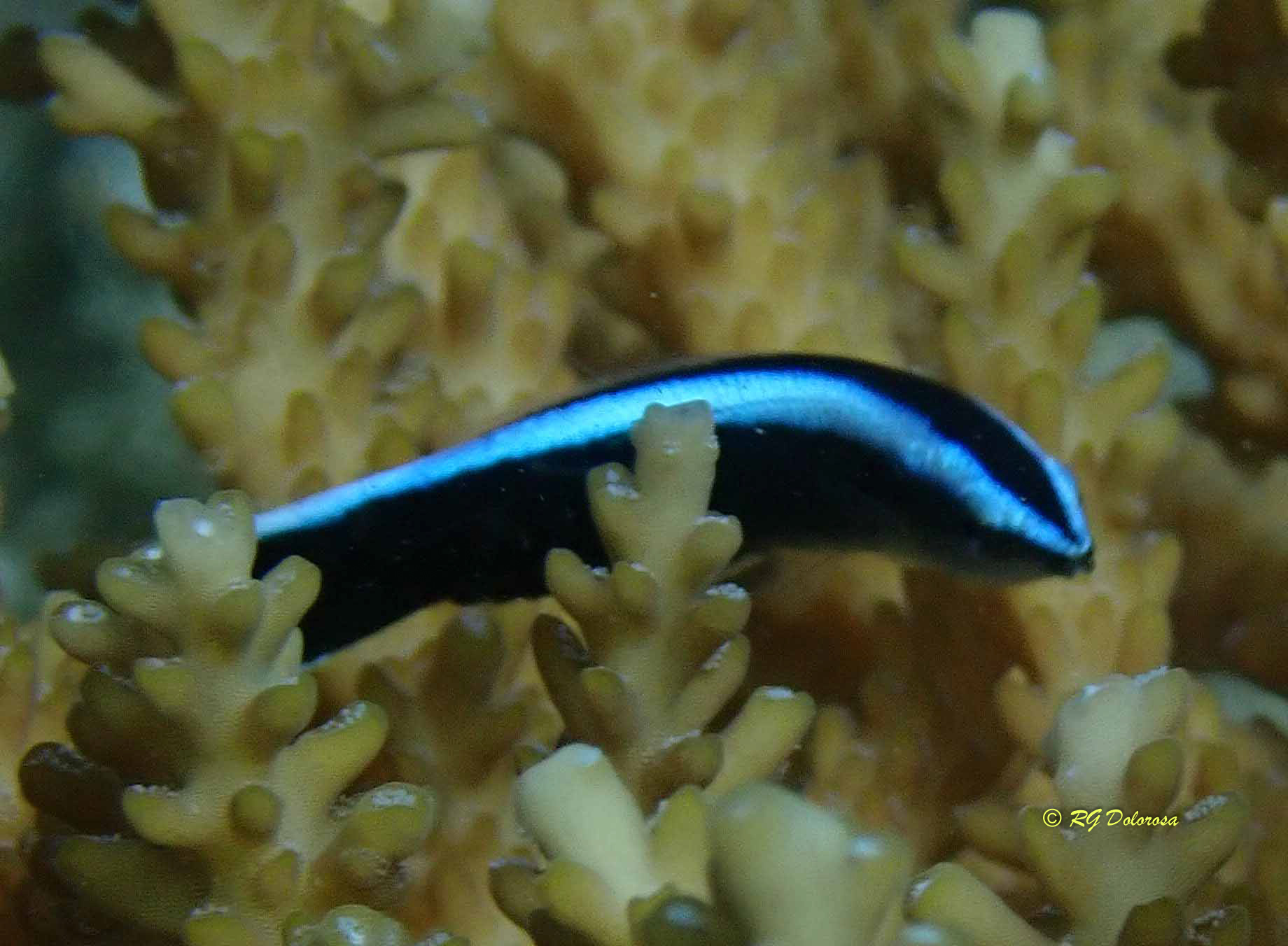 Labroides dimidiatus