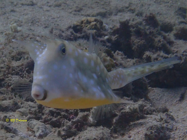 Lactoria cornuta