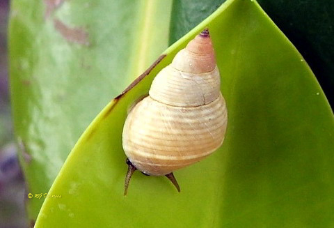 Littoraria pallescens