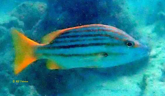 Lutjanus carponotatus