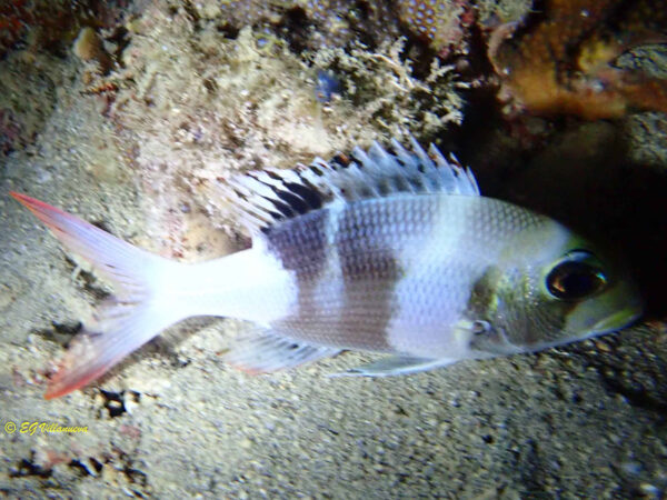 Monotaxis grandoculis