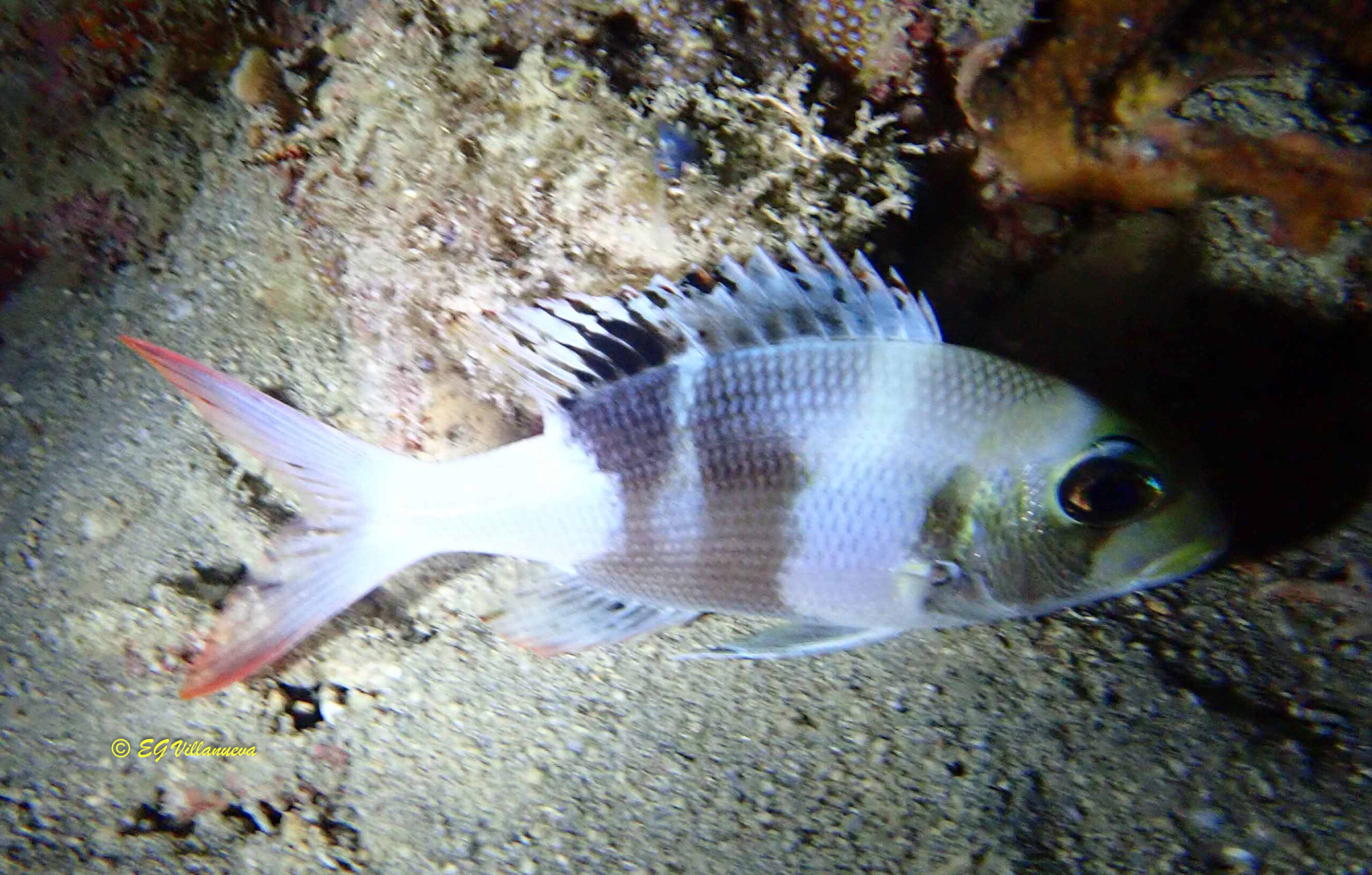 Monotaxis grandoculis
