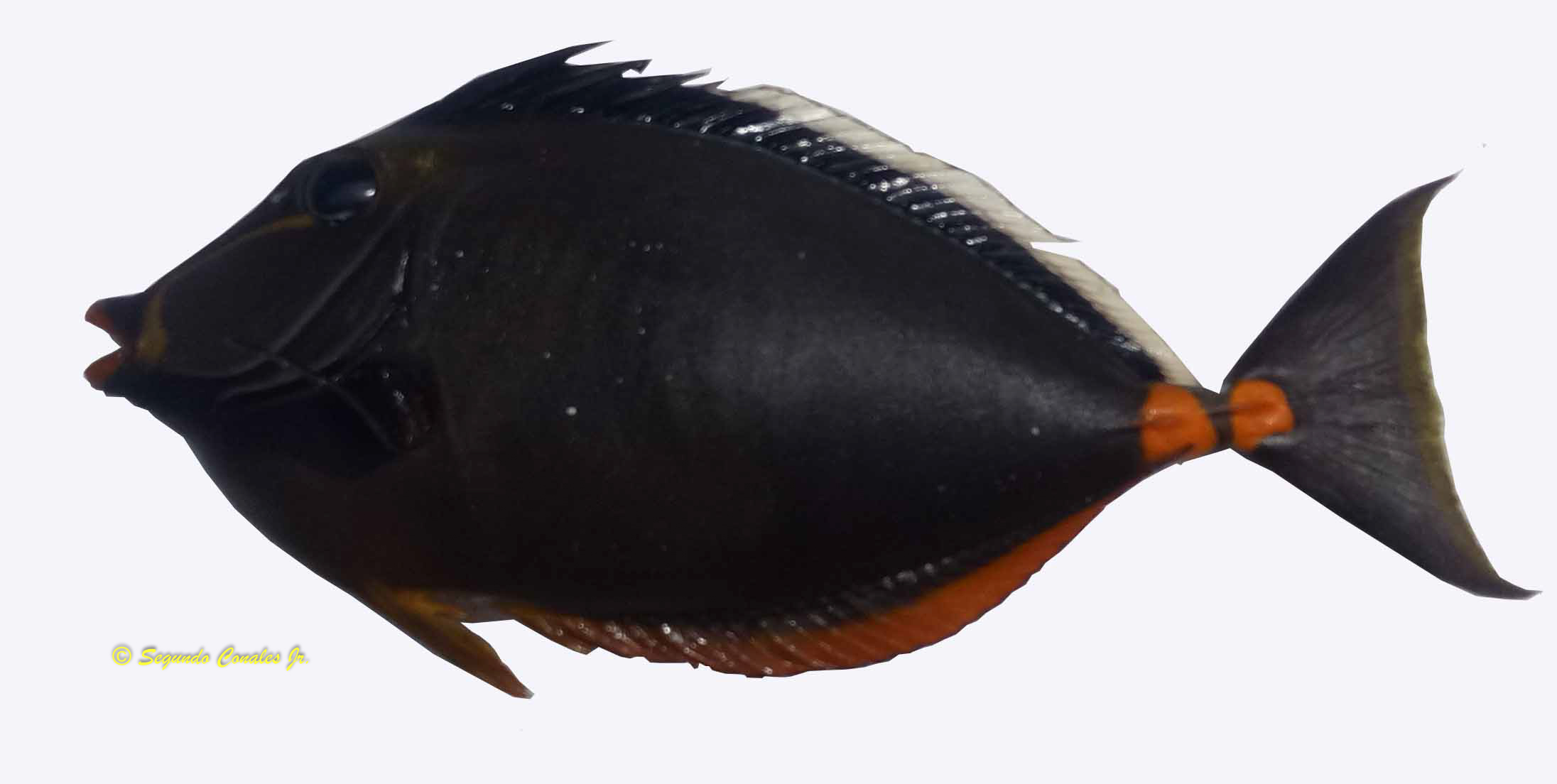 Naso lituratus