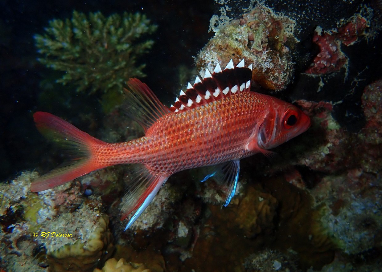 Neoniphon opercularis