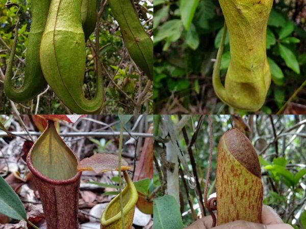 Nepenthes philippinensis