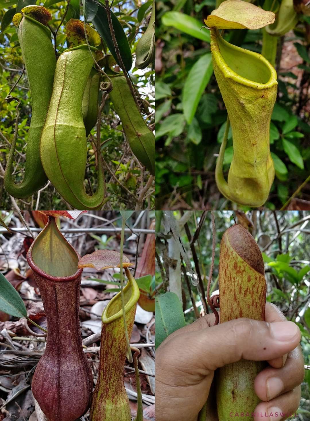 Nepenthes philippinensis