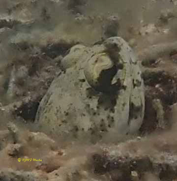 Opistognathus dendriticus