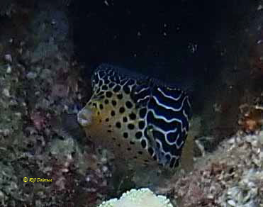Ostracion solorensis