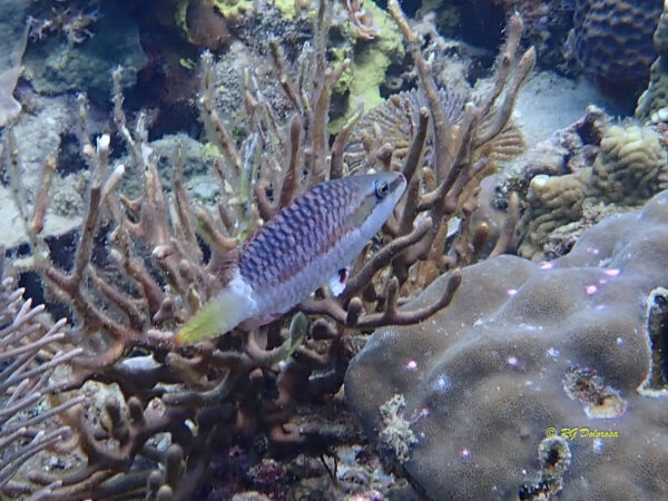 Oxycheilinus rhodochrous