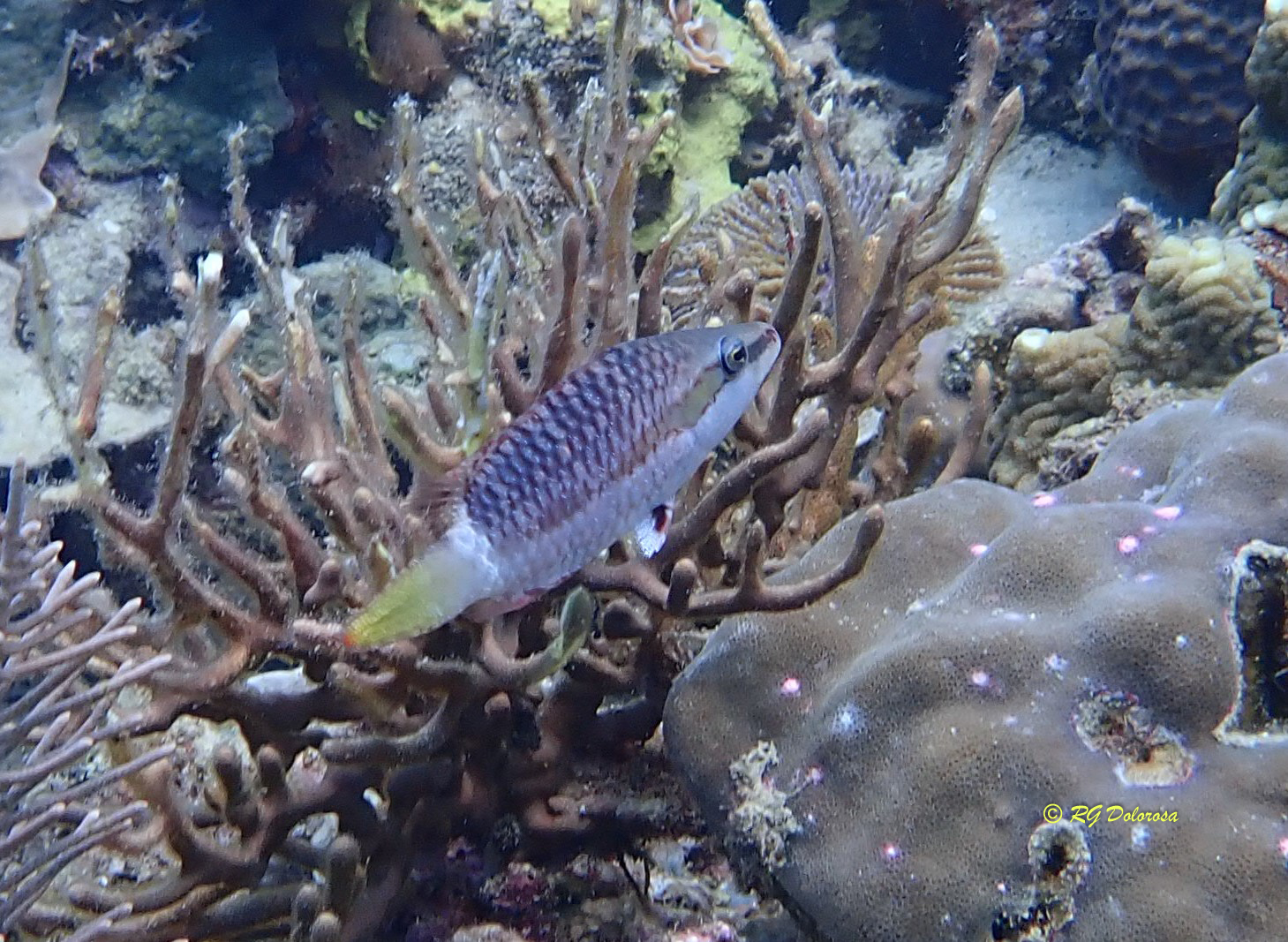Oxycheilinus rhodochrous