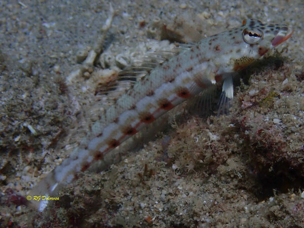 Parapercis clathrata