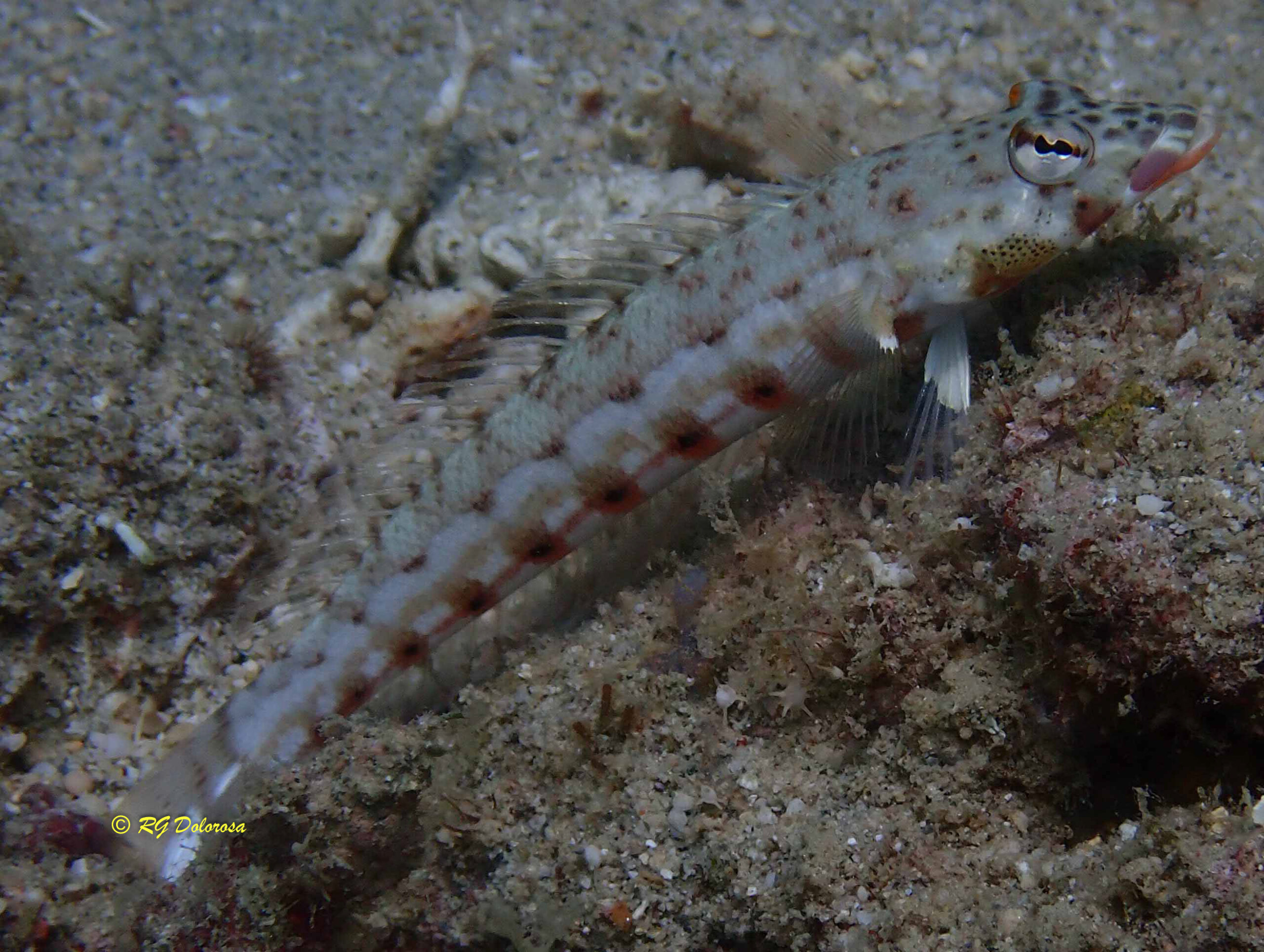 Parapercis clathrata