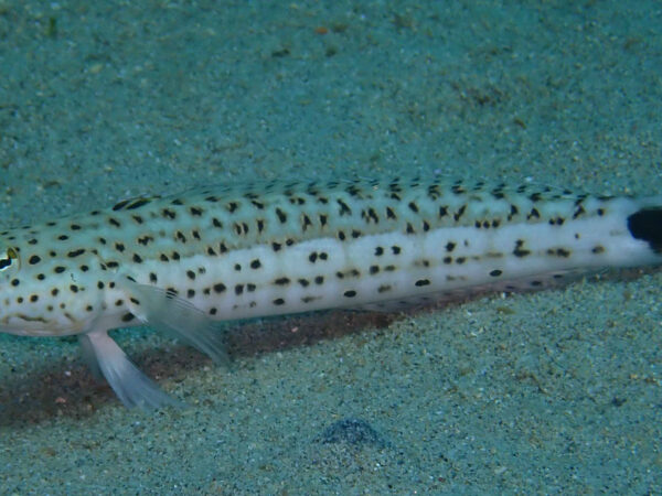 Parapercis hexophthalma