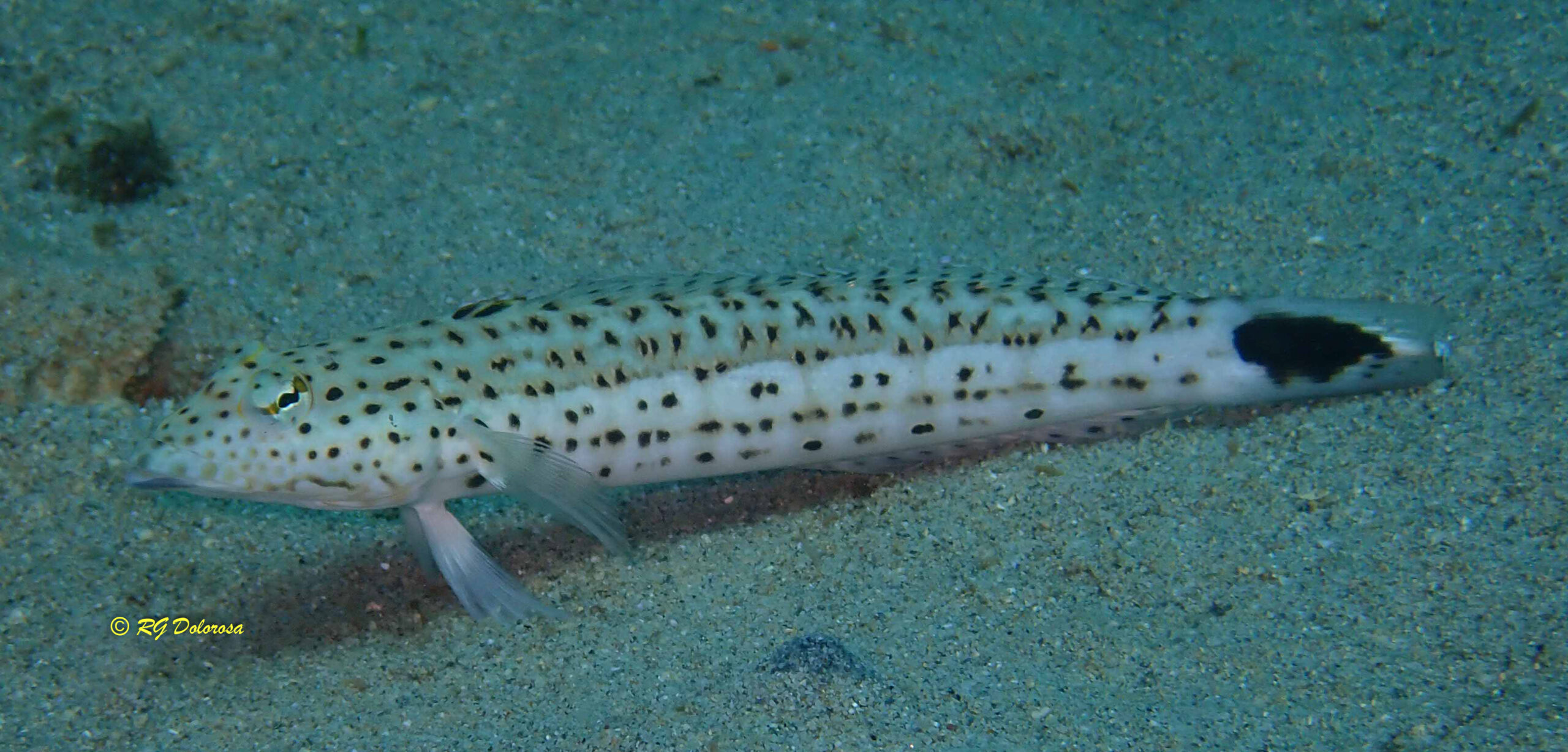 Parapercis hexophthalma