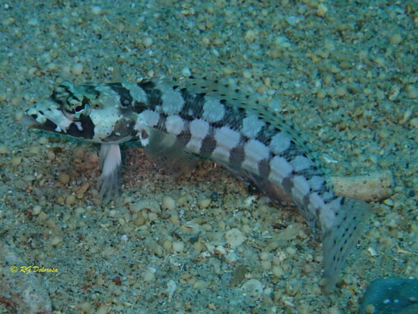 Parapercis tetracantha