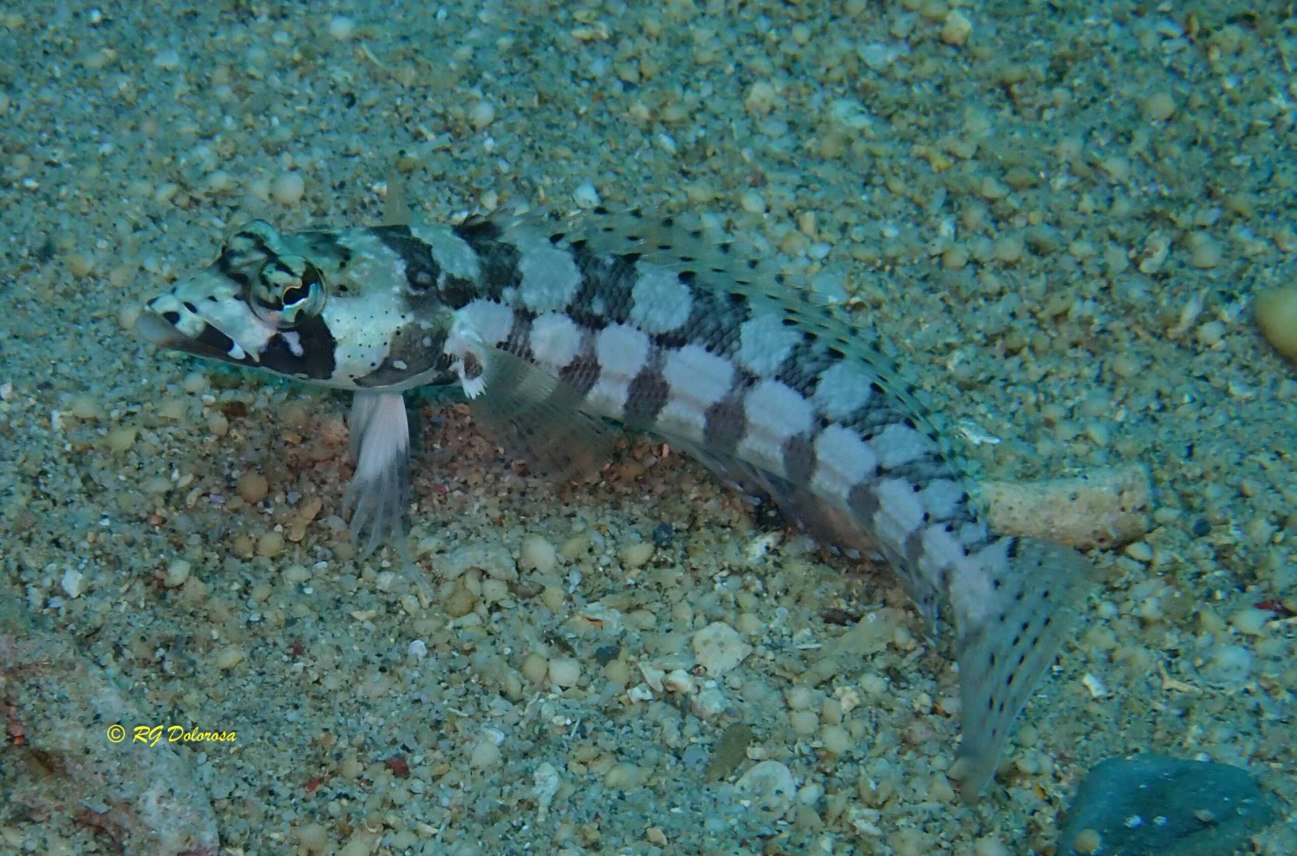 Parapercis tetracantha