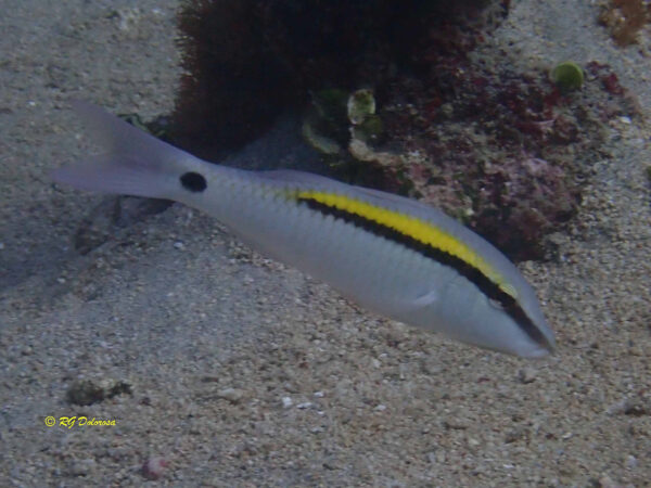 Parupeneus barberinus