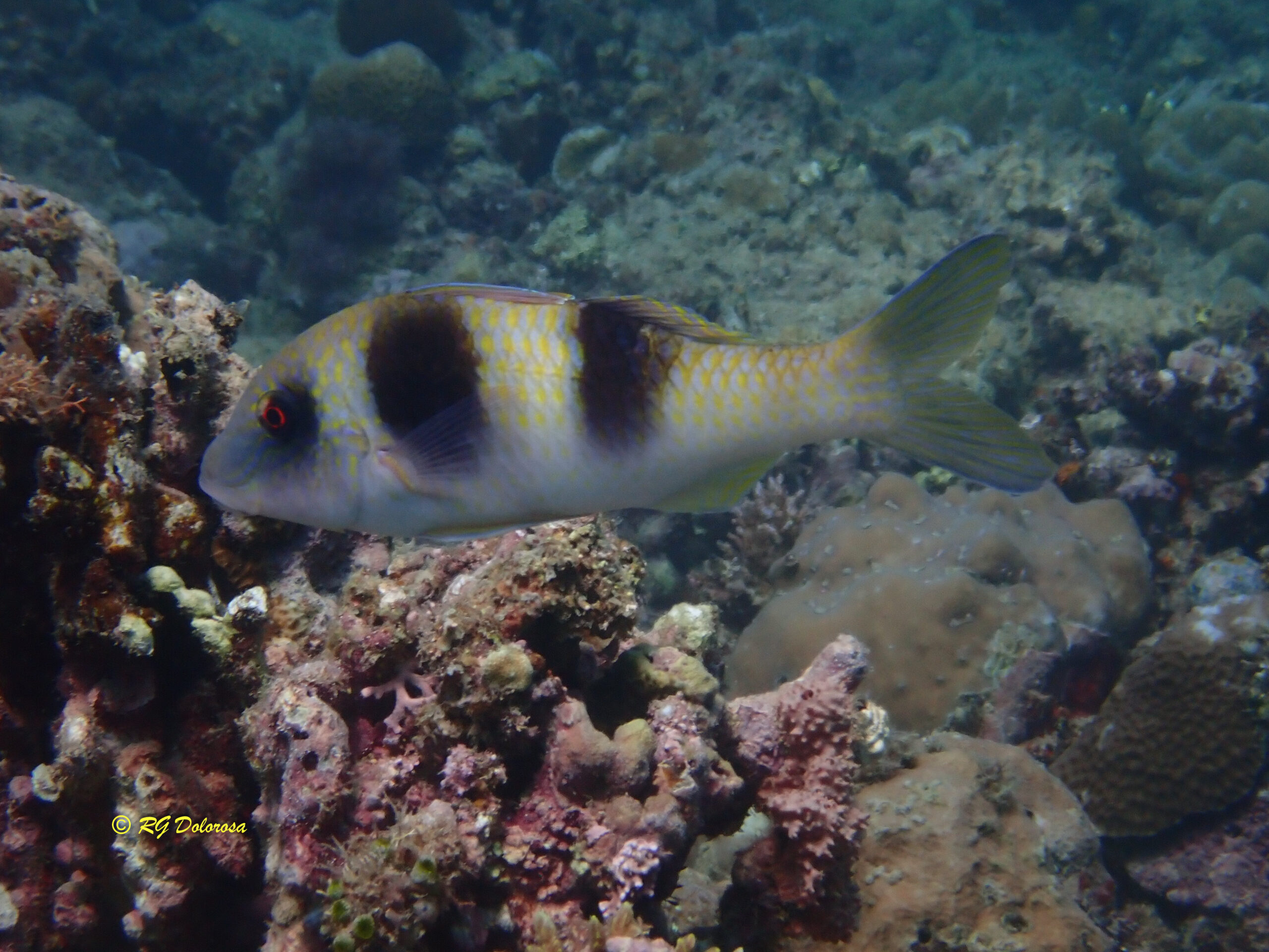 Parupeneus bifasciatus