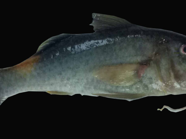 Parupeneus cyclostomus