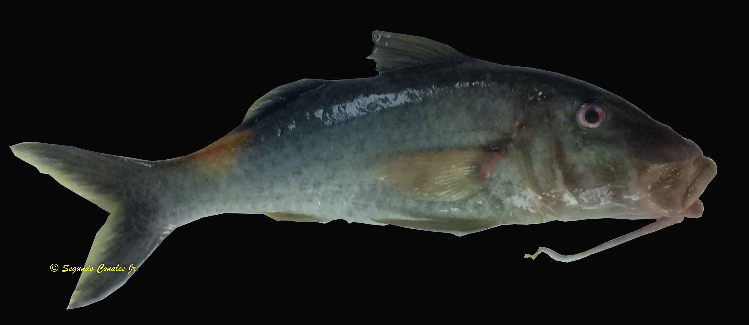 Parupeneus cyclostomus