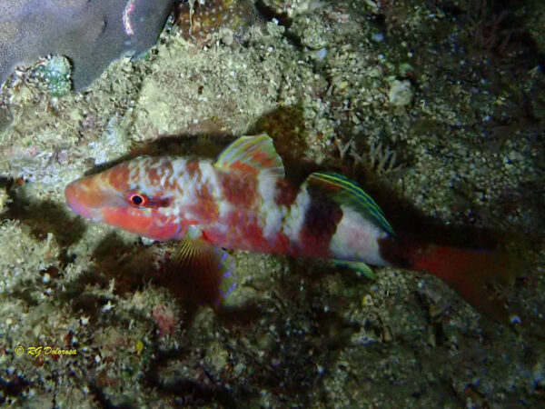 Parupeneus  multifasciatus