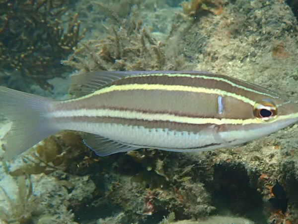 Pentapodus bifasciatus