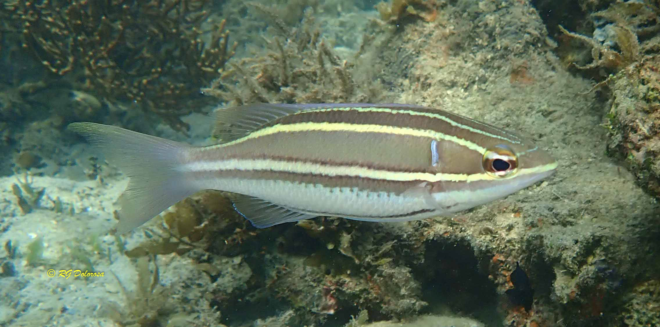 Pentapodus bifasciatus