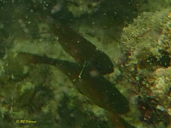 Phempheris adusta