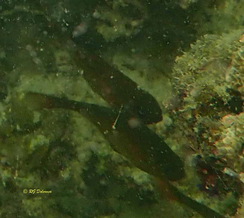 Phempheris adusta
