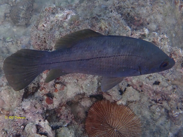 Psammoperca waigiensis