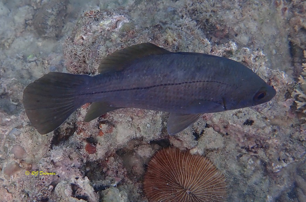 Psammoperca waigiensis