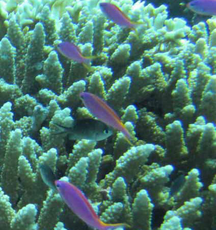 Pseudanthias tuka