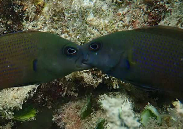 Pseudochromis fuscus